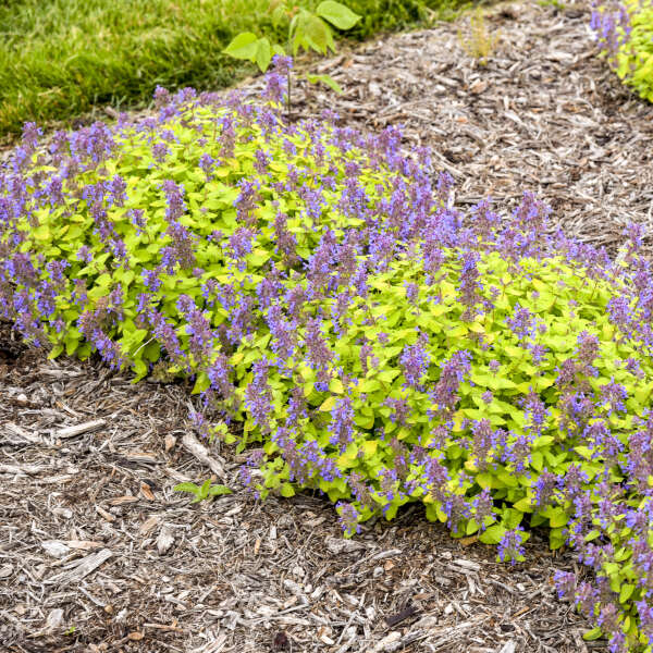 CATMINT LEMON PURRFECTION #1