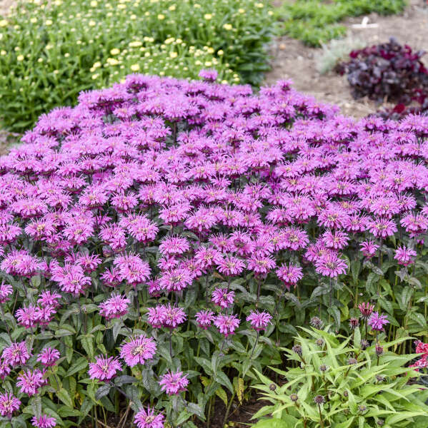 BEE BALM LAVENDER TAFFETA #1