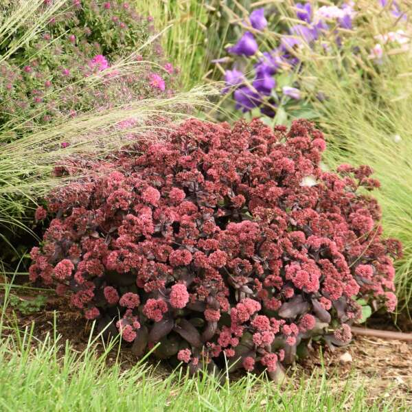 SEDUM MIDNIGHT VELVET #1