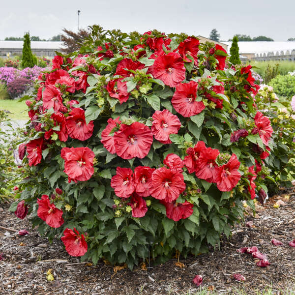 HARDY HIBISCUS VALENTINE CR #1