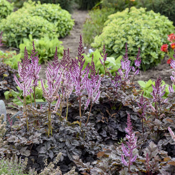 ASTILBE DARK SIDE OF THE MOON #1
