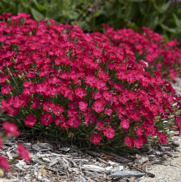 DIANTHUS PT THE TWN RED #1