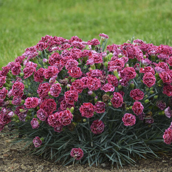 DIANTHUS CHERRY VANILLA #1