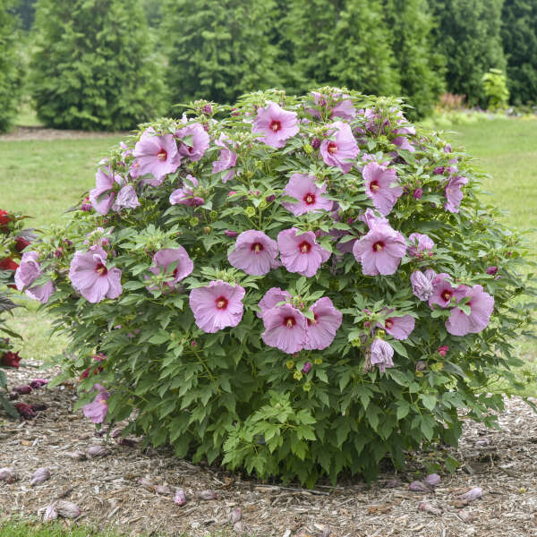 HARDY HIBISCUS LILAC CRUSH #2