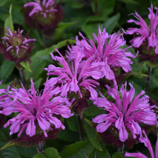 BEE BALM PARDON MY LAV 2 #1