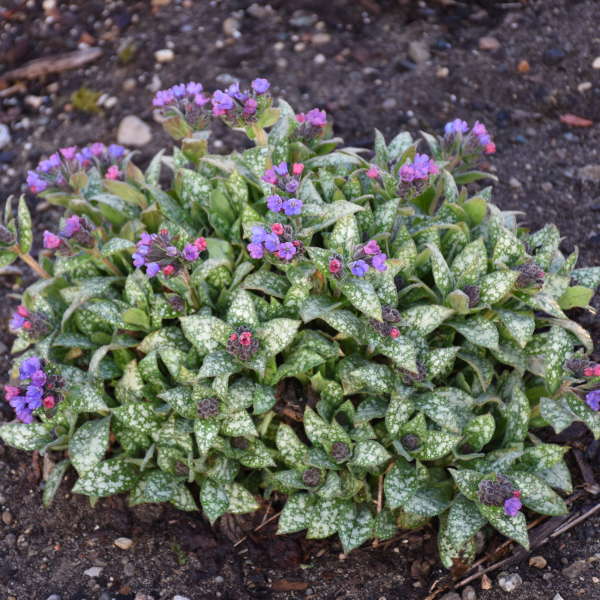 LUNGWORT SPOT ON #1