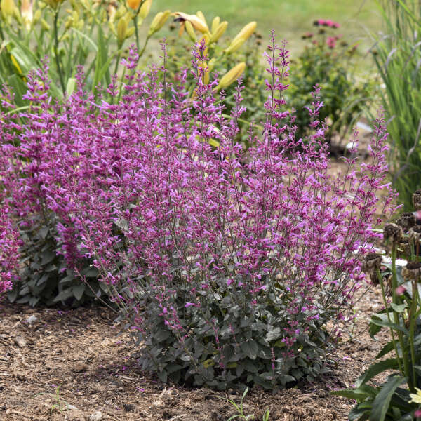 AGASTACHE ROYAL RASPBERRY #1