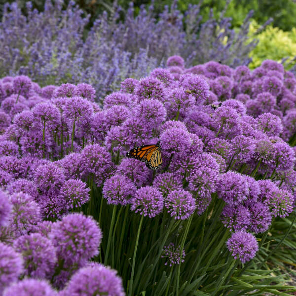 ALLIUM SERENDIPITY #1