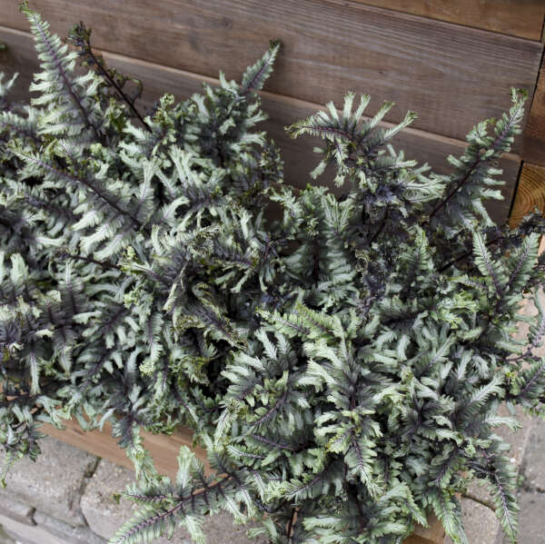 PAINTED FERN CRESTED SURF #1