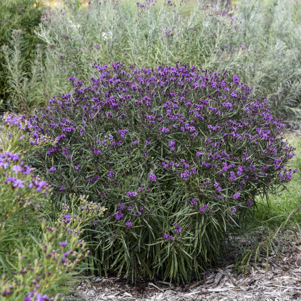 IRONWEED PRAIRIE PRINCESS #1