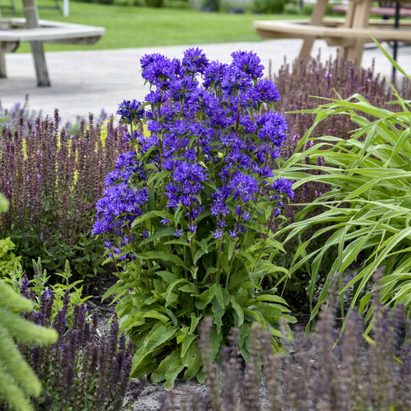 CAMPANULA BELLS & WHISTLES #1