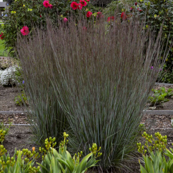 LITTLE BLUESTEM BLUE PARADISE #2