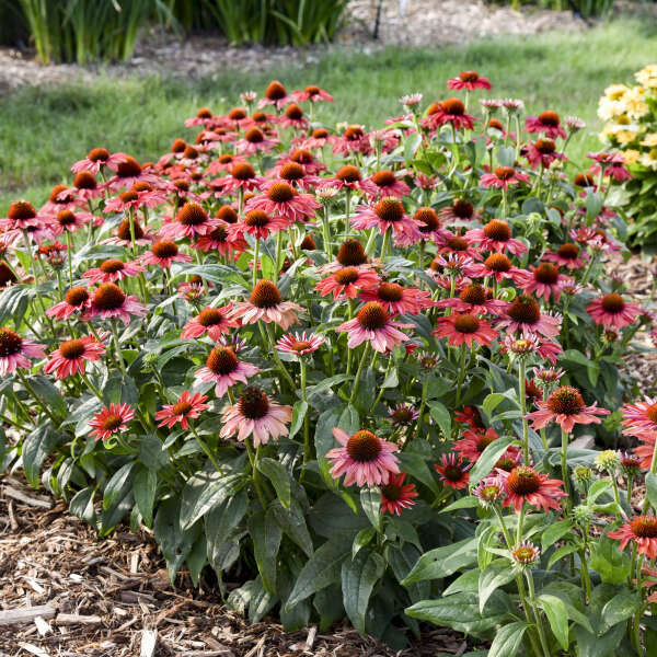 CONEFLOWER FRANKLY SCARLET #1