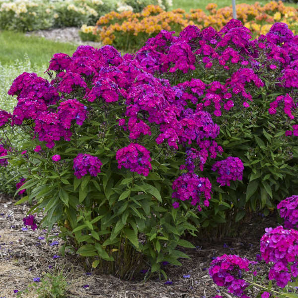 PHLOX ULTRAVIOLET #1