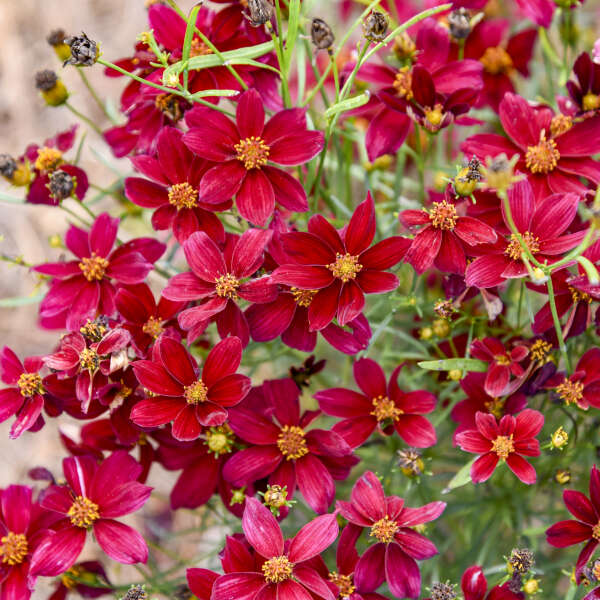 TICKSEED SCARLET RIBBONS #1