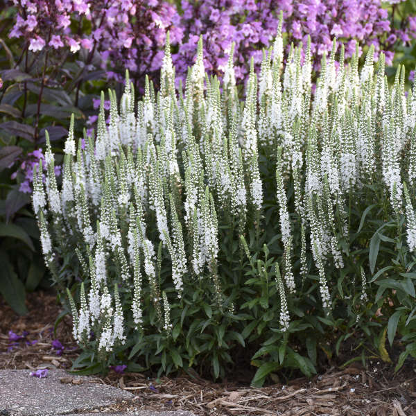 Speedwell White Wands #1