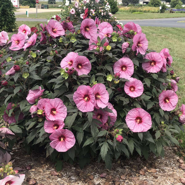 HARDY HIBISCUS BERRY AWESOME #1