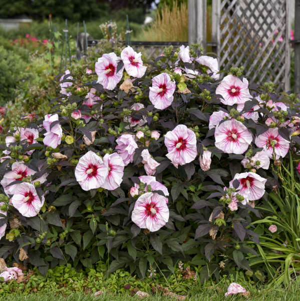 HARDY HIBISCUS CHERRY CHOCO #1