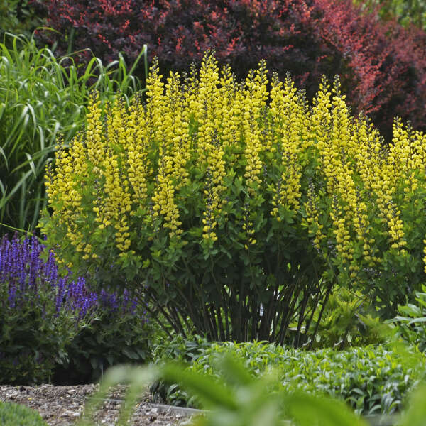 FALSE INDIGO LEMON MERINGUE #1