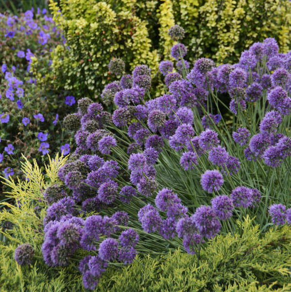 ALLIUM MEDUSA #1