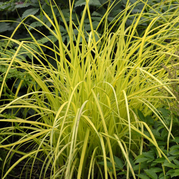 SEDGE BOWLES GOLDEN #1