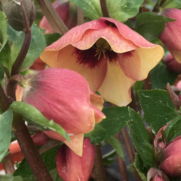 HELLEBORE SANDY SHORES #1