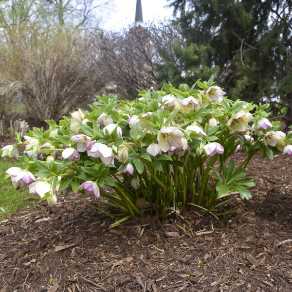 HELLEBORE FRENCH KISS #1