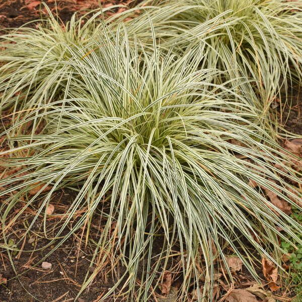 SEDGE FEATHER FALLS #1