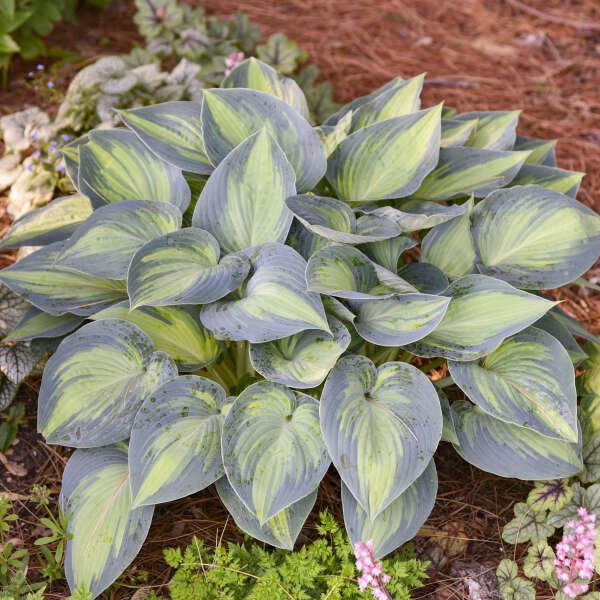 HOSTA JUNE #1
