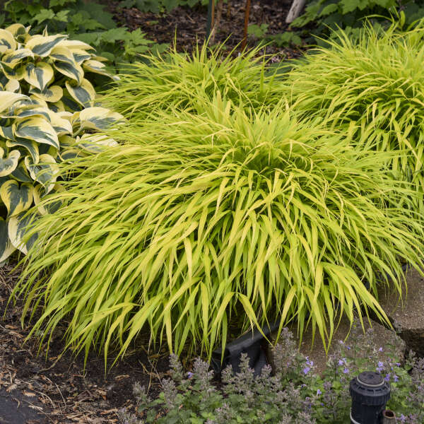 FOREST GRASS ALL GOLD #1