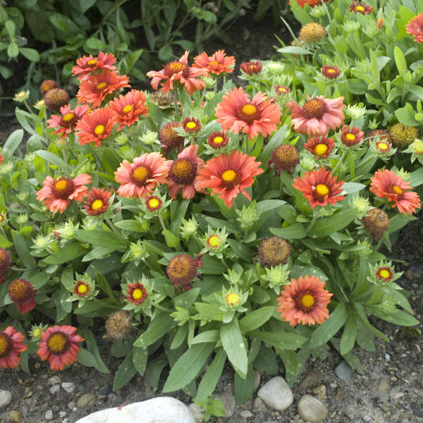 GAILLARDIA ARIZ RED SHADES #1