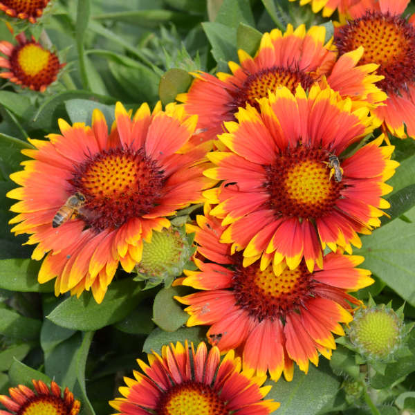 GAILLARDIA ARIZ SUN #1