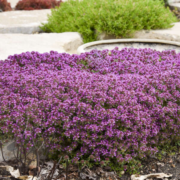 Thyme Coccineus #1