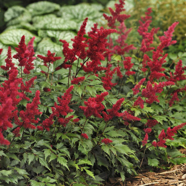 ASTILBE FANAL #1