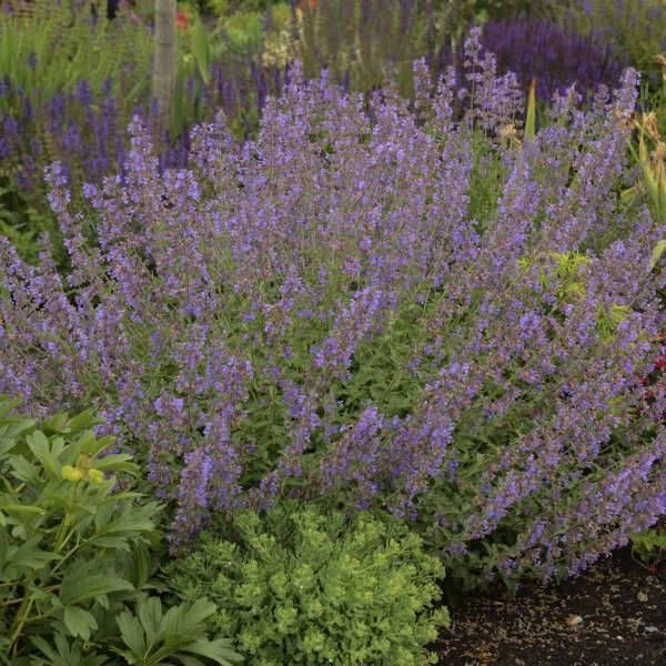 CATMINT WALKER'S LOW #1