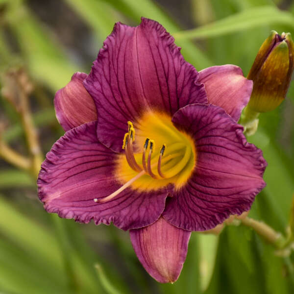 DAYLILY PURPLE D'ORO #1