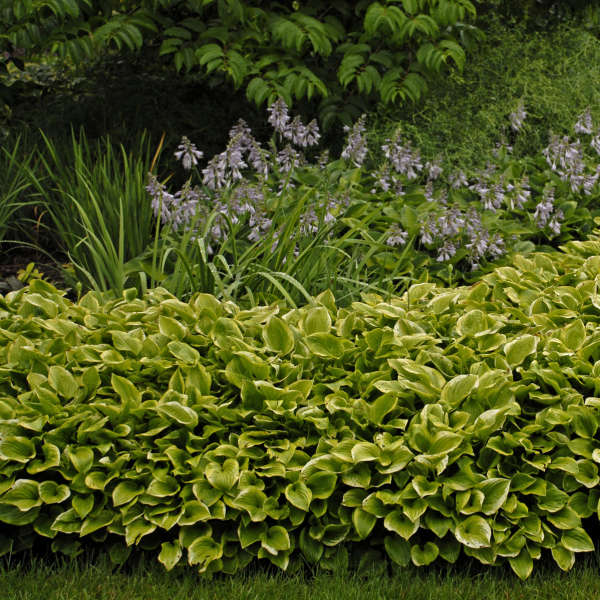 HOSTA GOLDEN TIARA #1