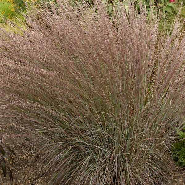 LITTLE BLUESTEM BLUE HEAVEN #1