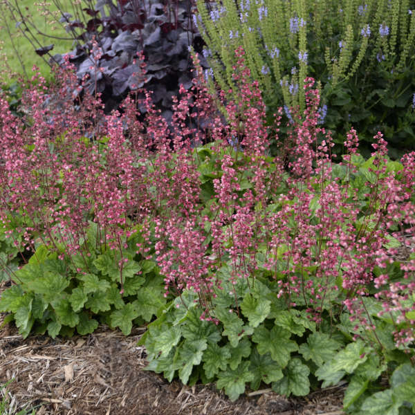 CORAL BELL BERRY TIMELESS #1