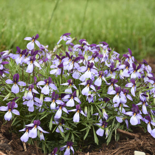 VIOLET ECO ARTIST PALETTE #1