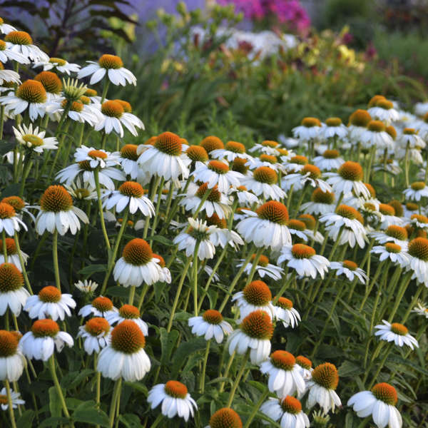 CONEFLOWER POWWOW WHITE #1