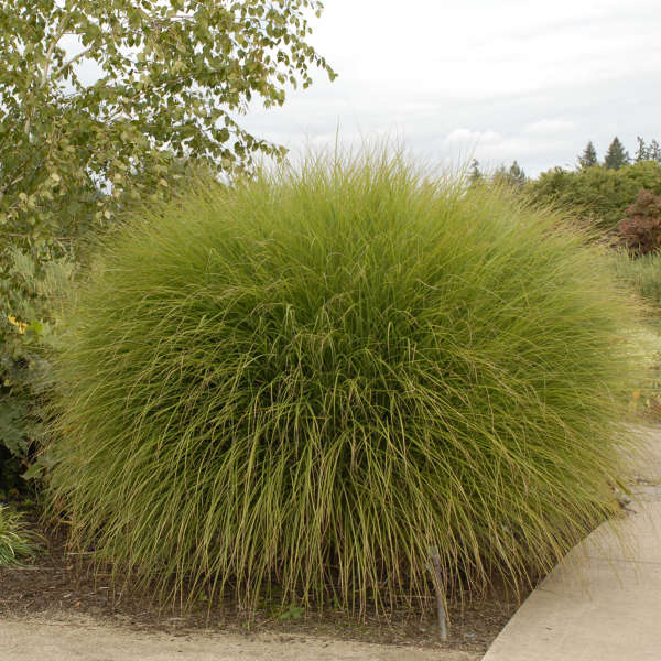 MAIDEN GRASS GRACILLIMUS #2