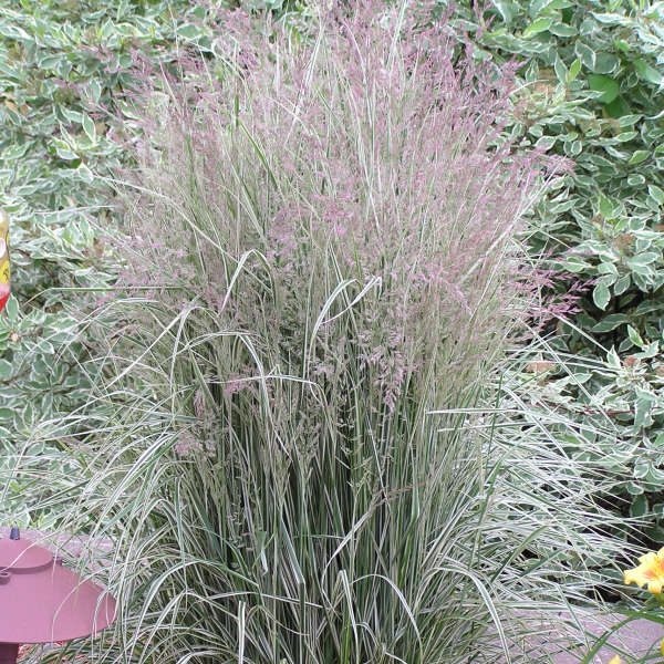 CALAMAGROSTIS OVERDAM #3