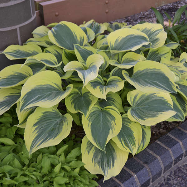 HOSTA LIBERTY #1