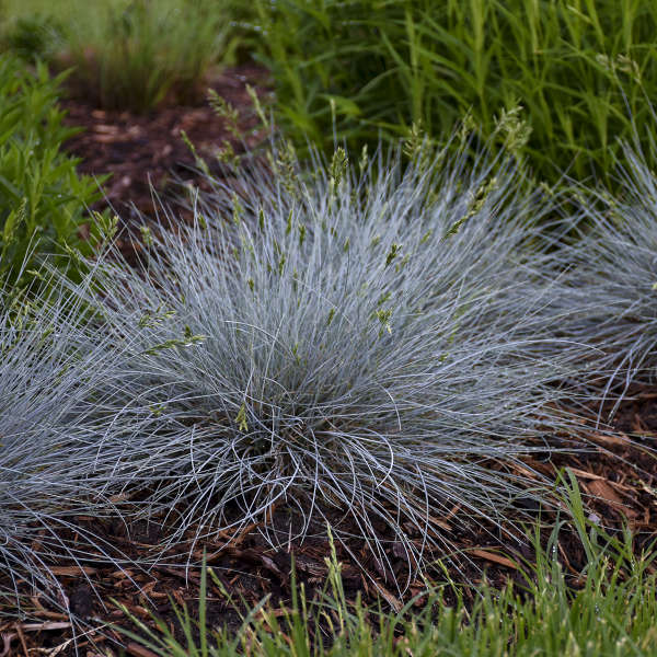 FESCUE BLUE WHISKERS #1