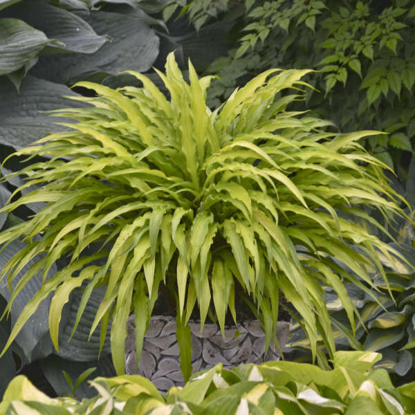 Hosta Curly Fries #1