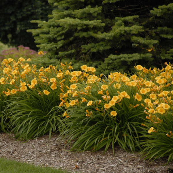 DAYLILY STELLA D'ORO #1