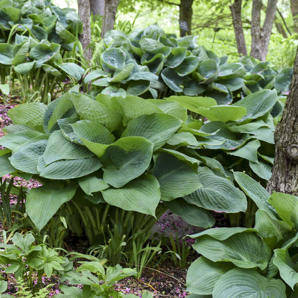 HOSTA BIG DADDY #1