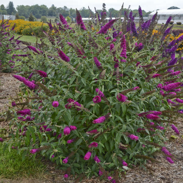 Butterfly Bush Queen Of Hrts #1