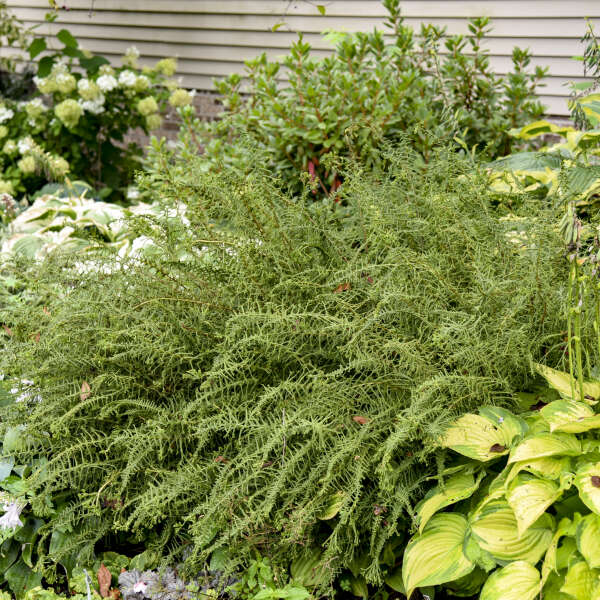 LADY FERN VICTORIAE #1